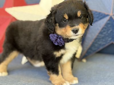 Mini Aussie/ Miniature Australian Shepherd