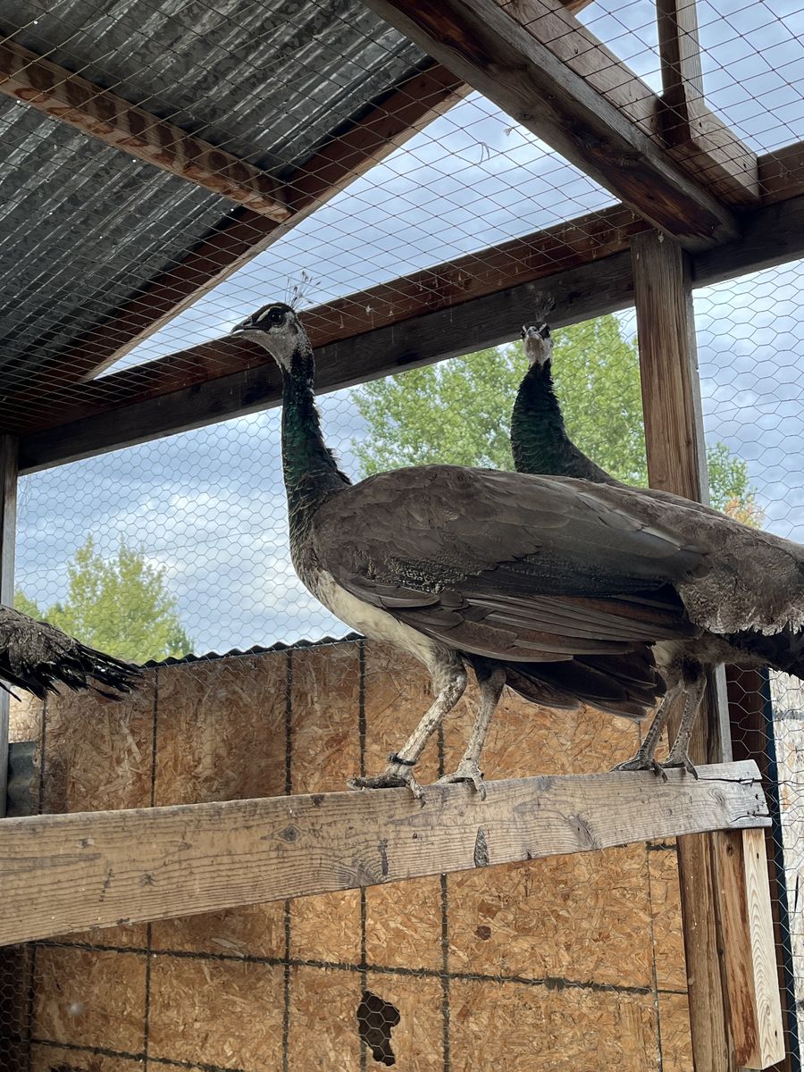 Indian Blue Peahens