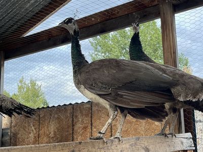 Indian Blue Peahens