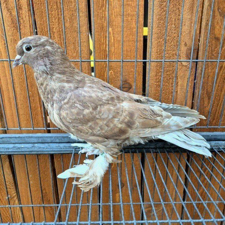 Mix Breed Pigeons