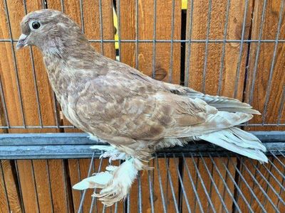 Mix Breed Pigeons
