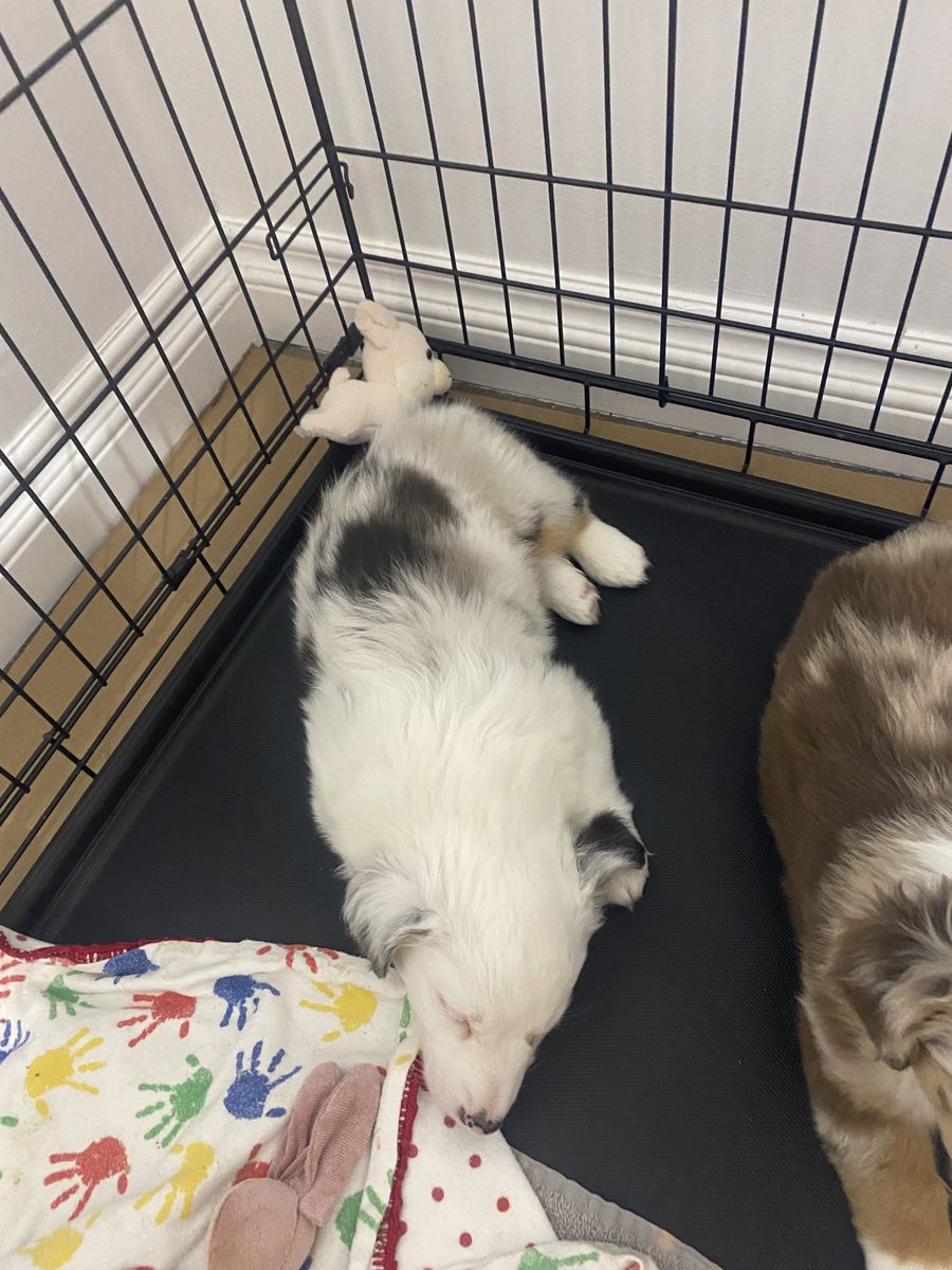 Mini Aussie corgi