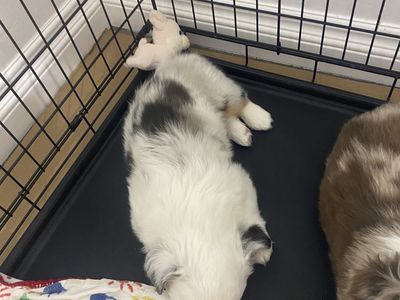 Mini Aussie corgi