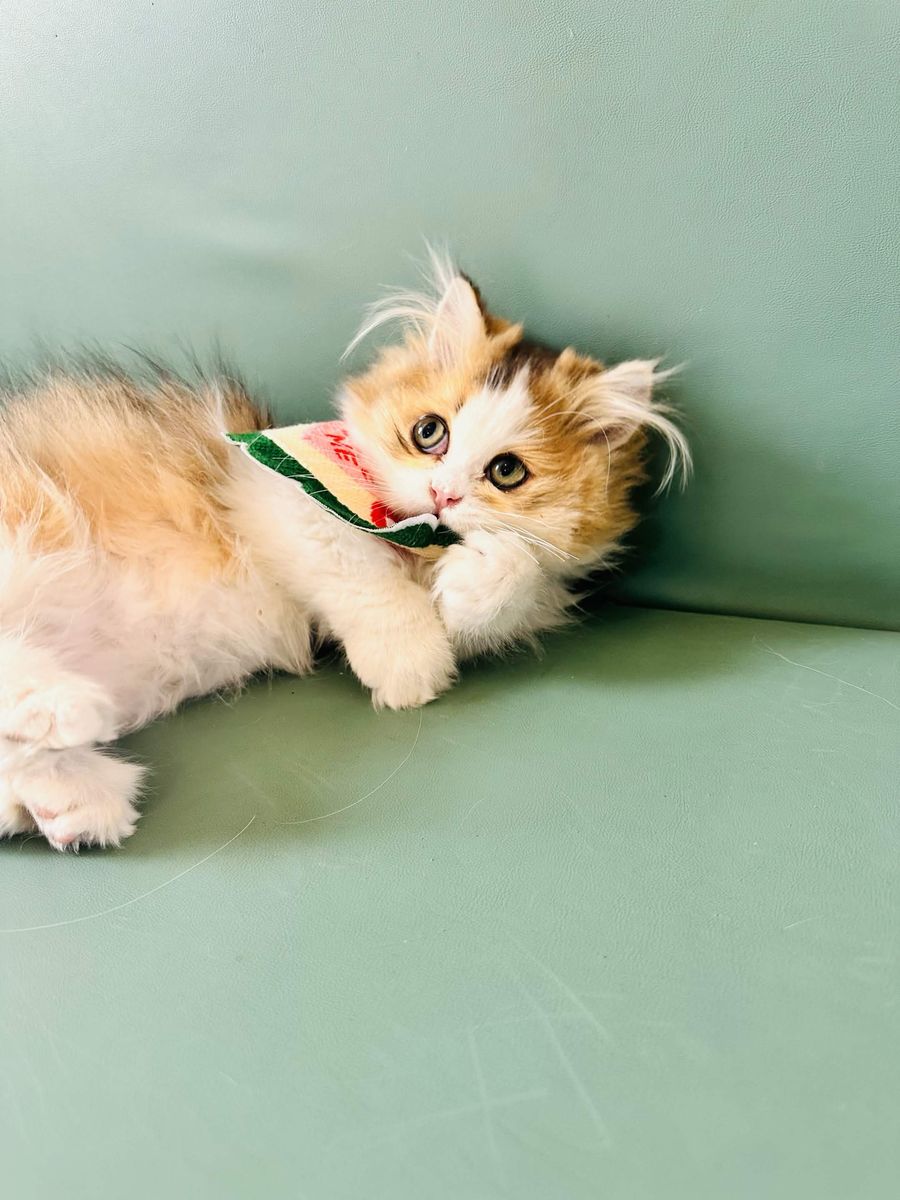 Playful Munchkin Kitten – Short Legs, Energetic & Healthy