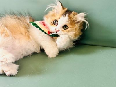 Playful Munchkin Kitten – Short Legs, Energetic & Healthy