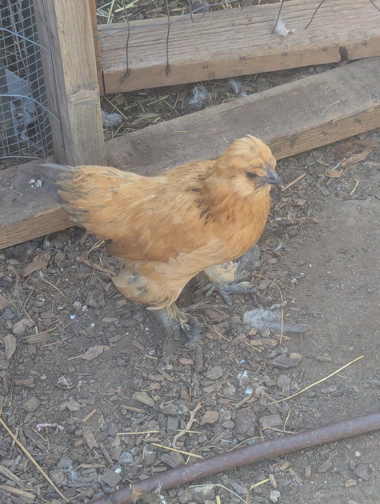 Silkie Millie Fluer Breeding Project Hen, Chicken