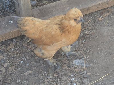 Silkie Millie Fluer Breeding Project Hen, Chicken