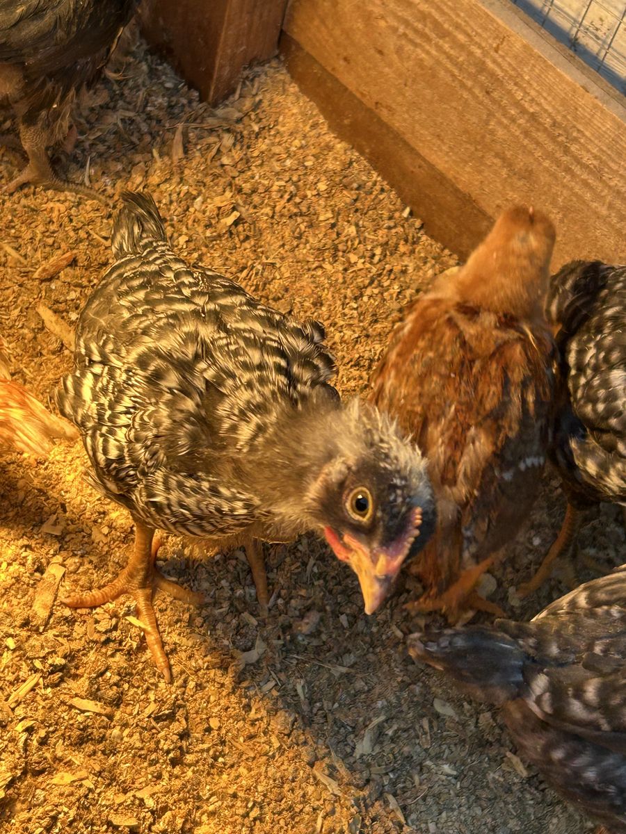Barnyard Mix Pullets