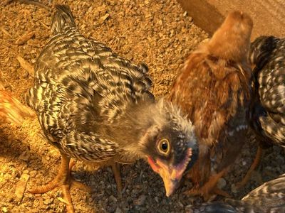 Barnyard Mix Pullets