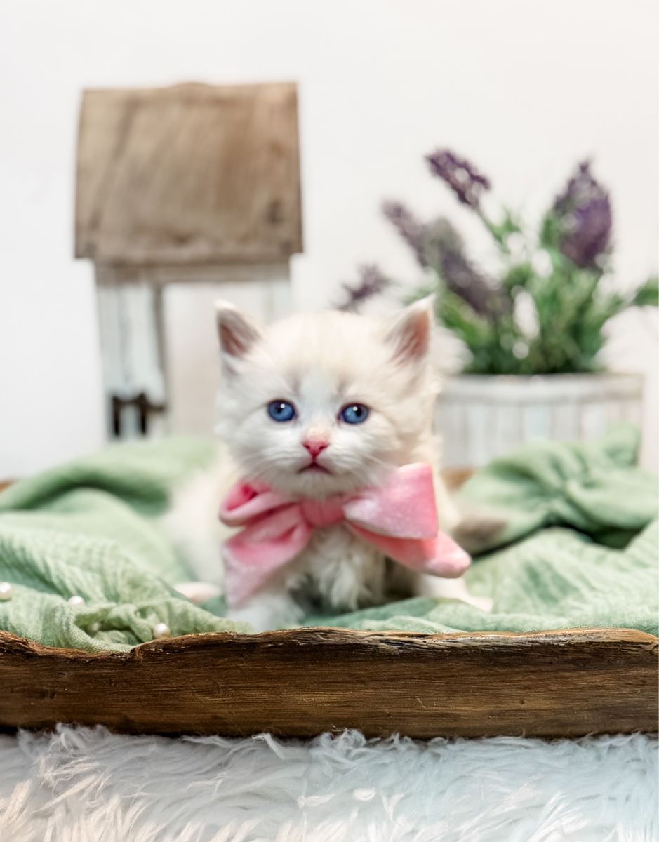 Hypoallergenic Siberian Kittens