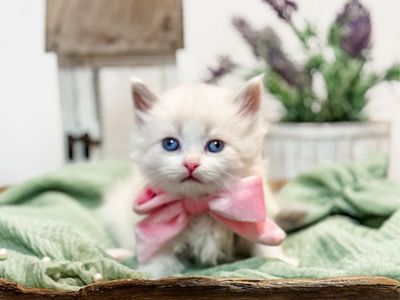 Hypoallergenic Siberian Kittens