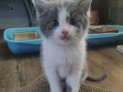 Adorable Kittens Available for Adoption