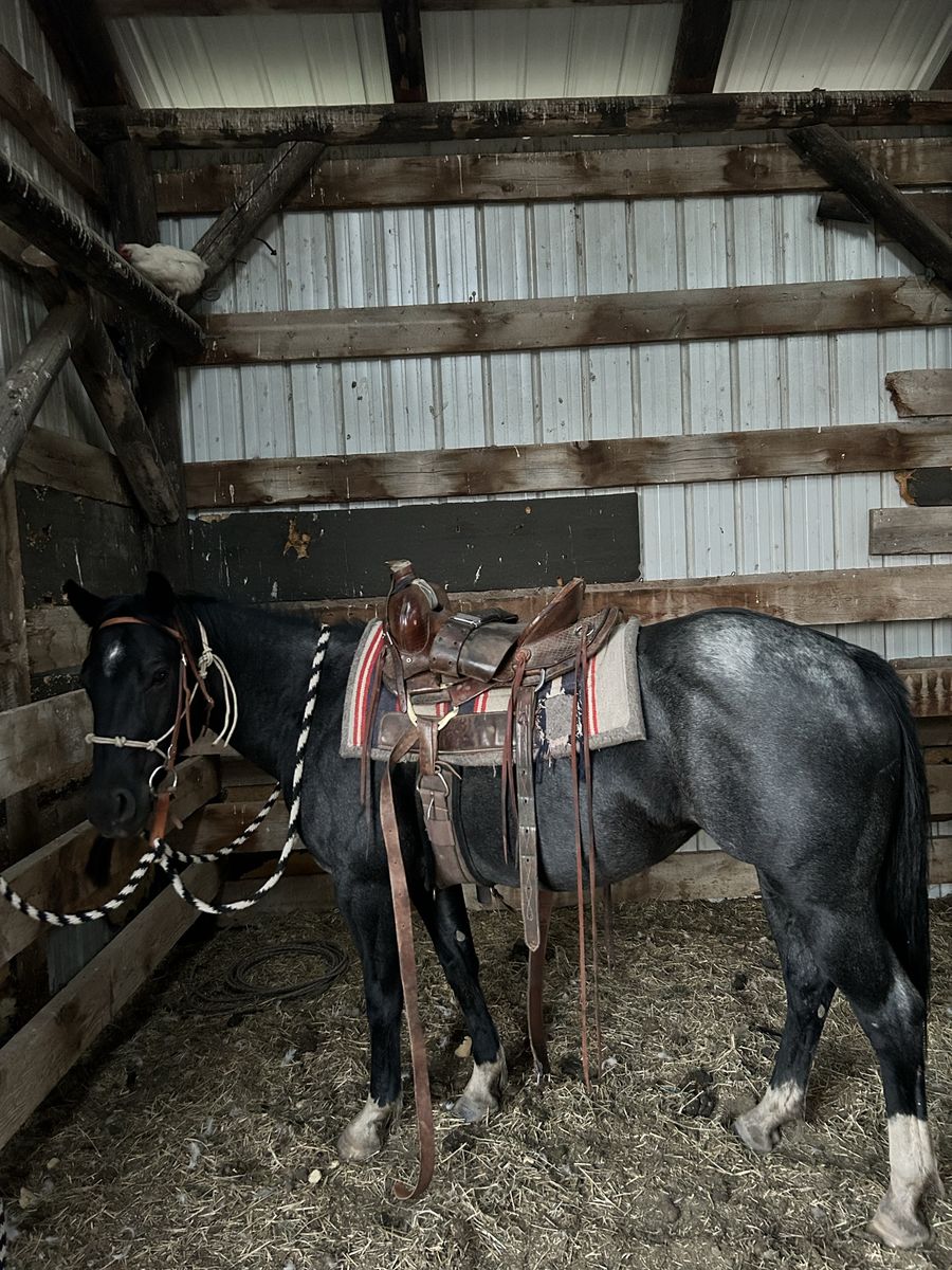 5yr old 1/4 draft mare