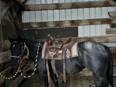 5yr old 1/4 draft mare