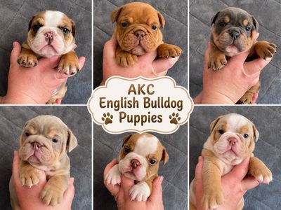 AKC English Bulldog Puppies