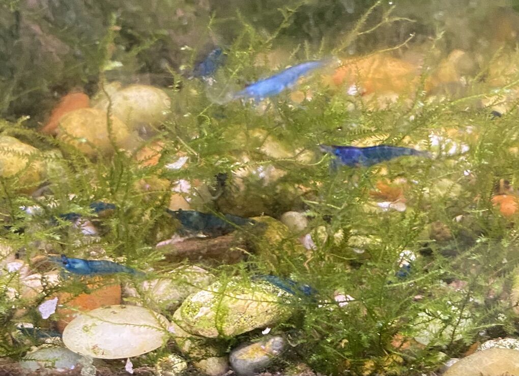 Blue Neocaridina Shrimp