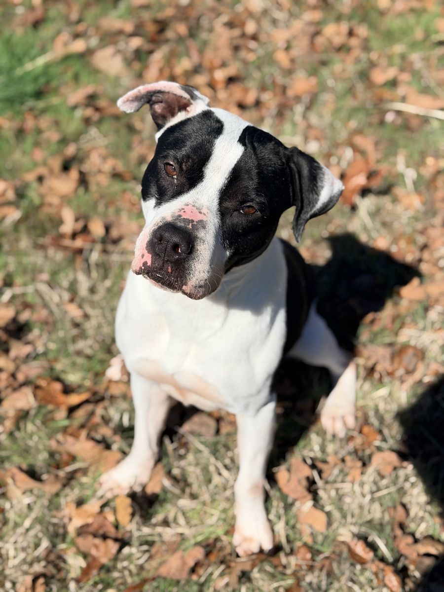 Bosco the boxer mix