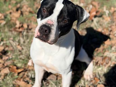 Bosco the boxer mix