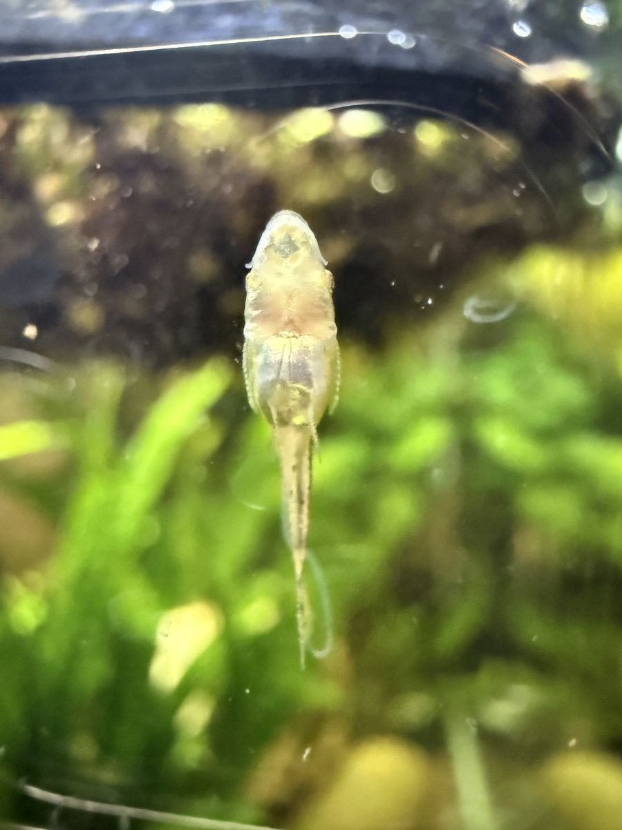 Captive-bred Otocinclus