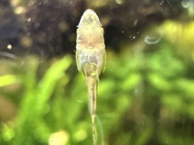 Captive-bred Otocinclus