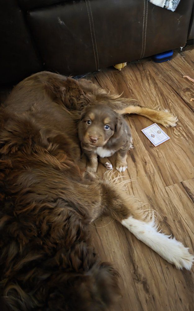 ASCA Australian shepherd