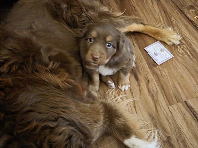 ASCA Australian shepherd