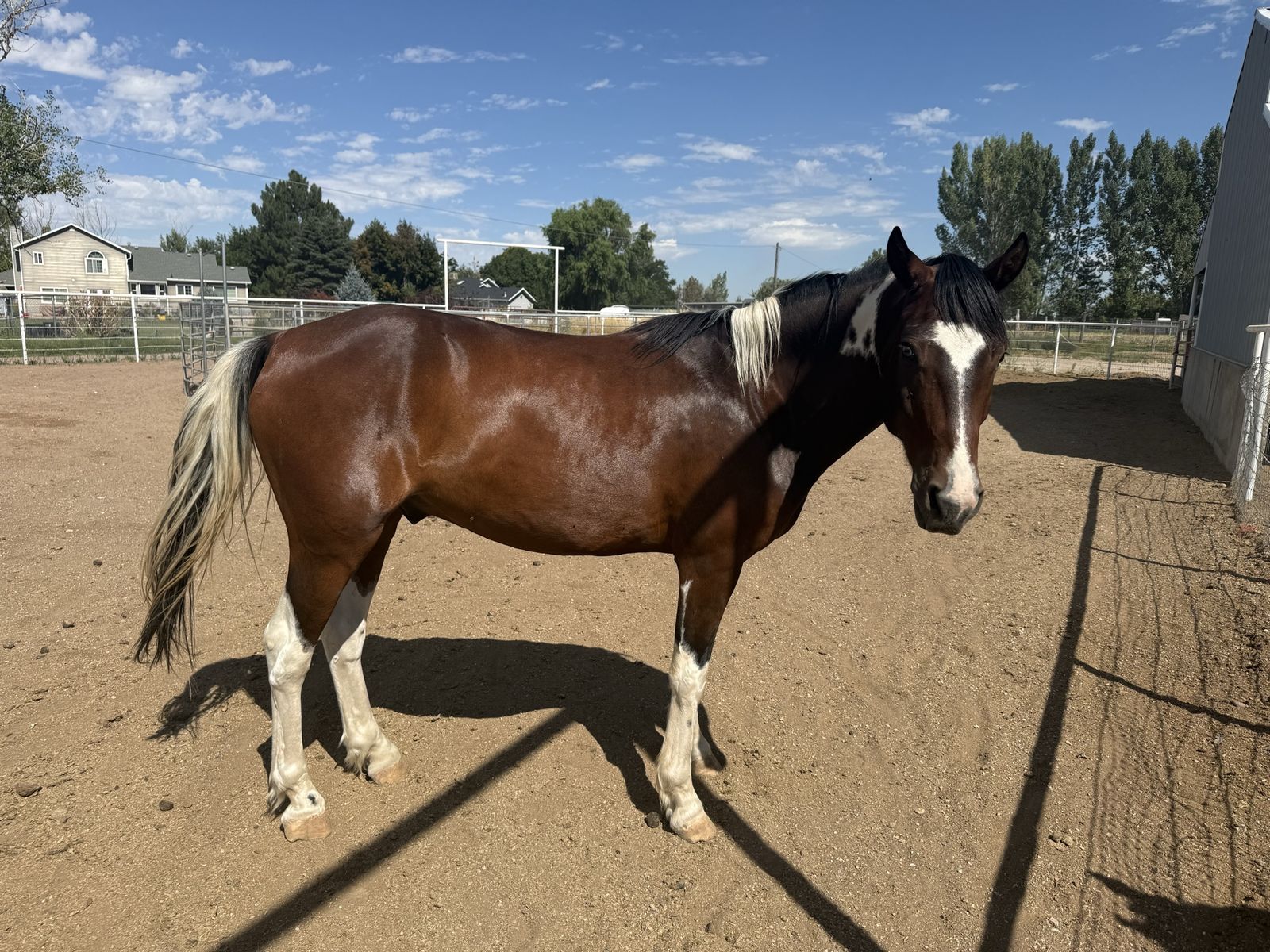 6 year old bay paint gelding 