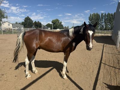 6 year old bay paint gelding