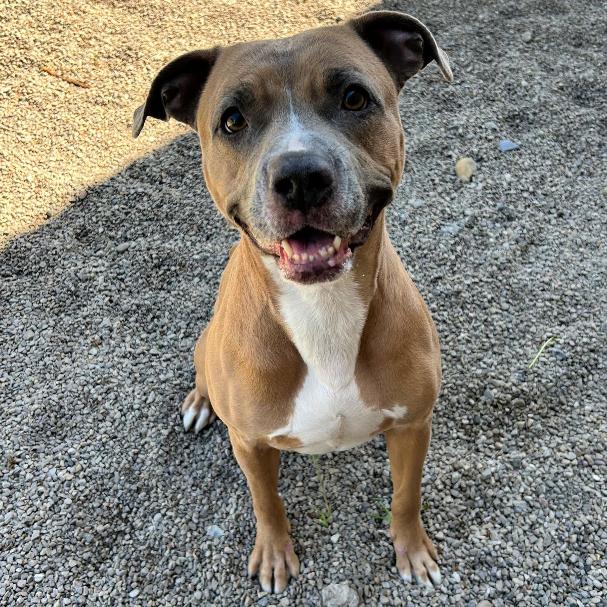 Gracie