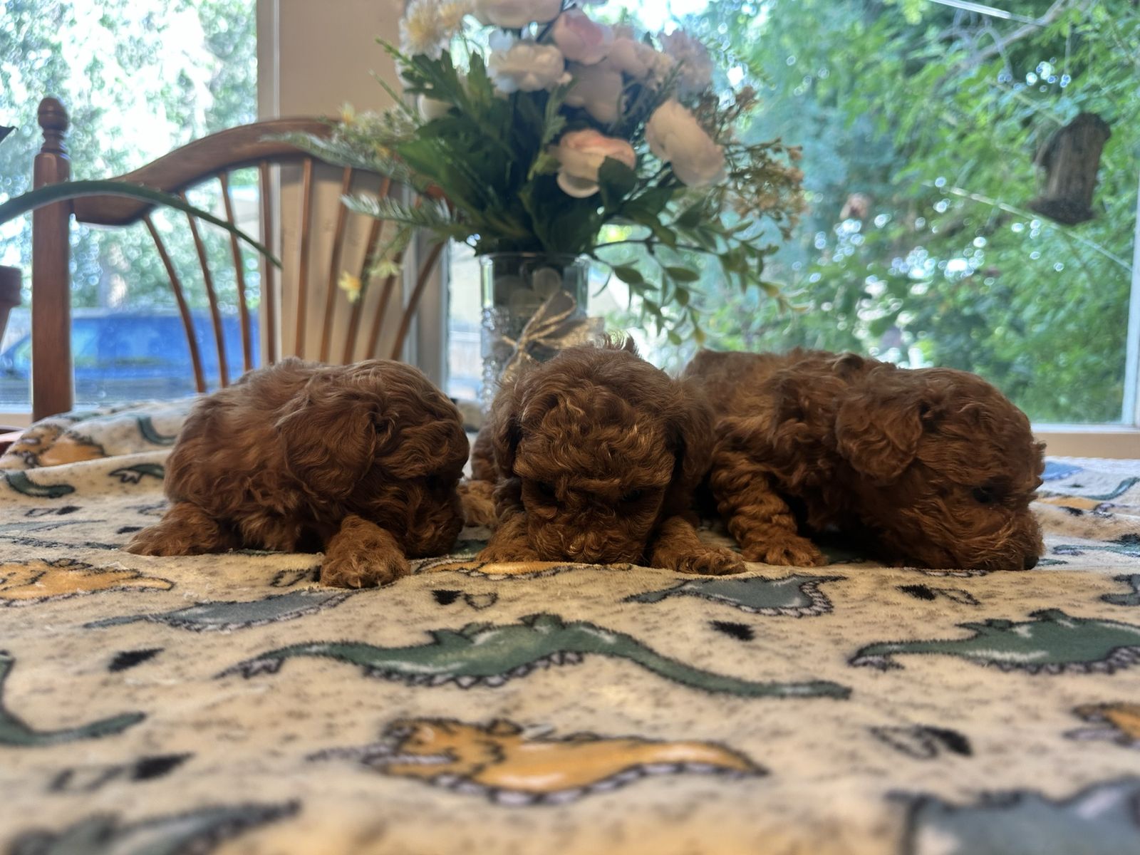 Teacup Goldendoodle Puppies