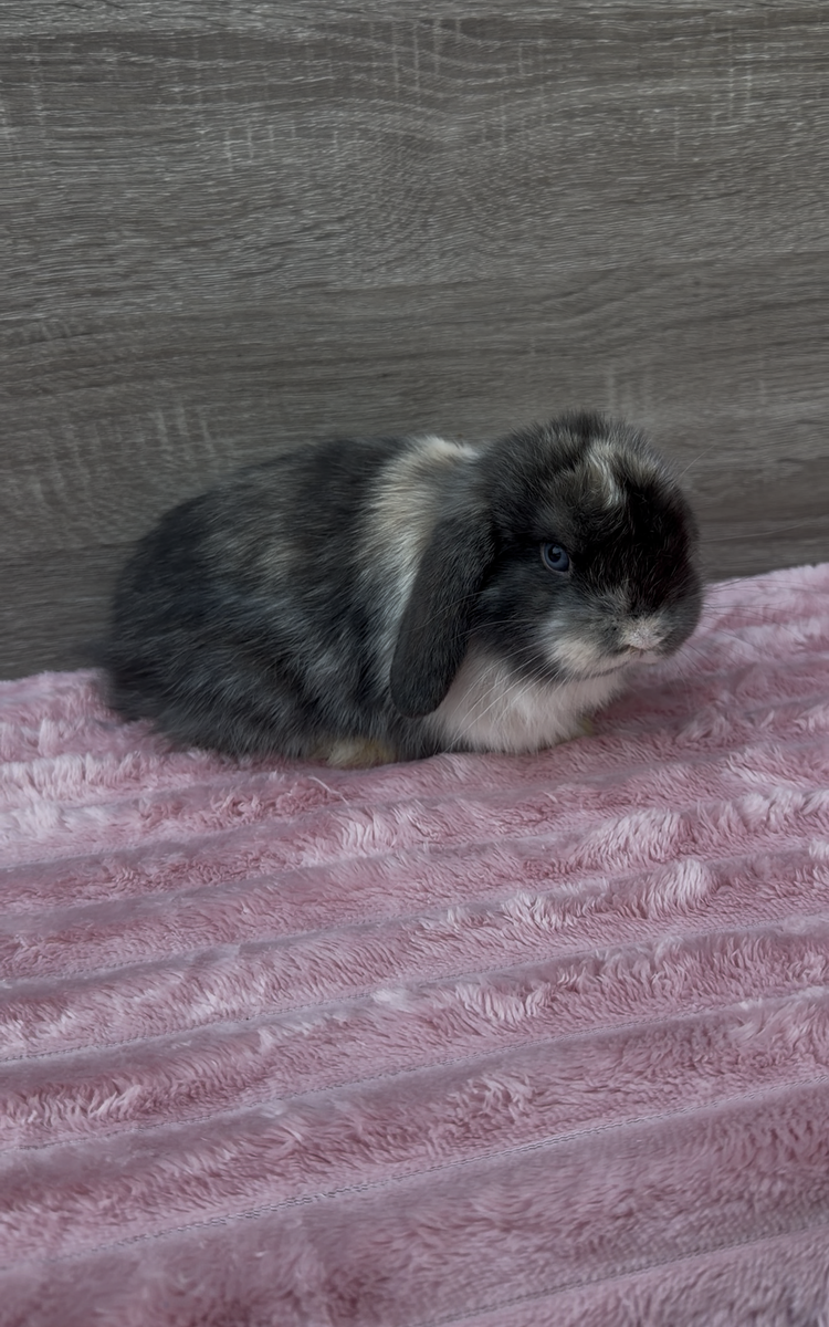 Social Holland Lop Buck ready to reserve!