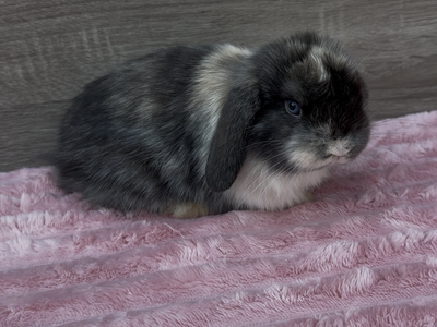 Social Holland Lop Buck ready to reserve!