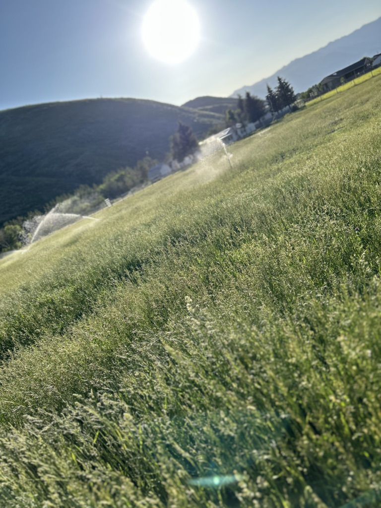 Daniel irrigation Water Shares (Heber utah)