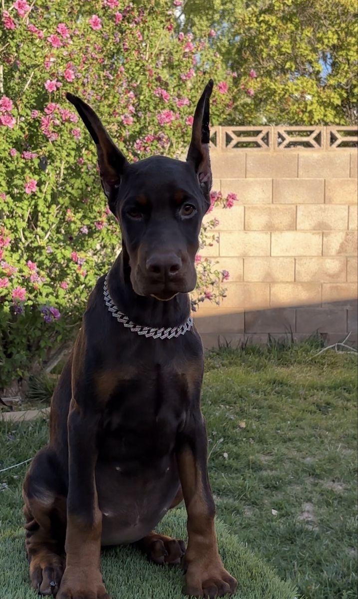 EUROPEAN DOBERMAN PUPPIES
