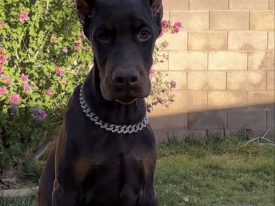 EUROPEAN DOBERMAN PUPPIES