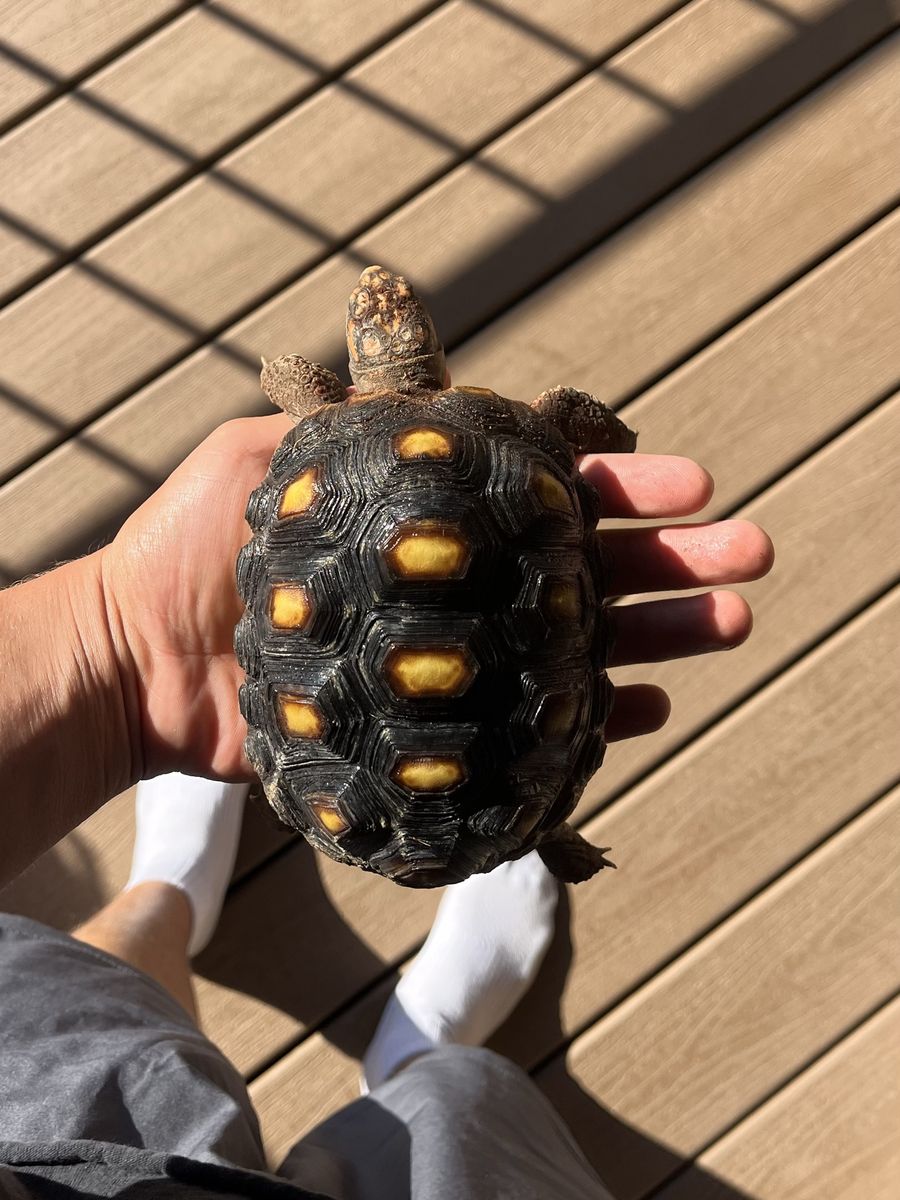 Red Foot Tortoise