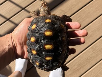 Red Foot Tortoise