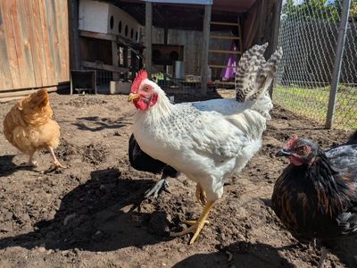 Judge Judy ... The Rooster
