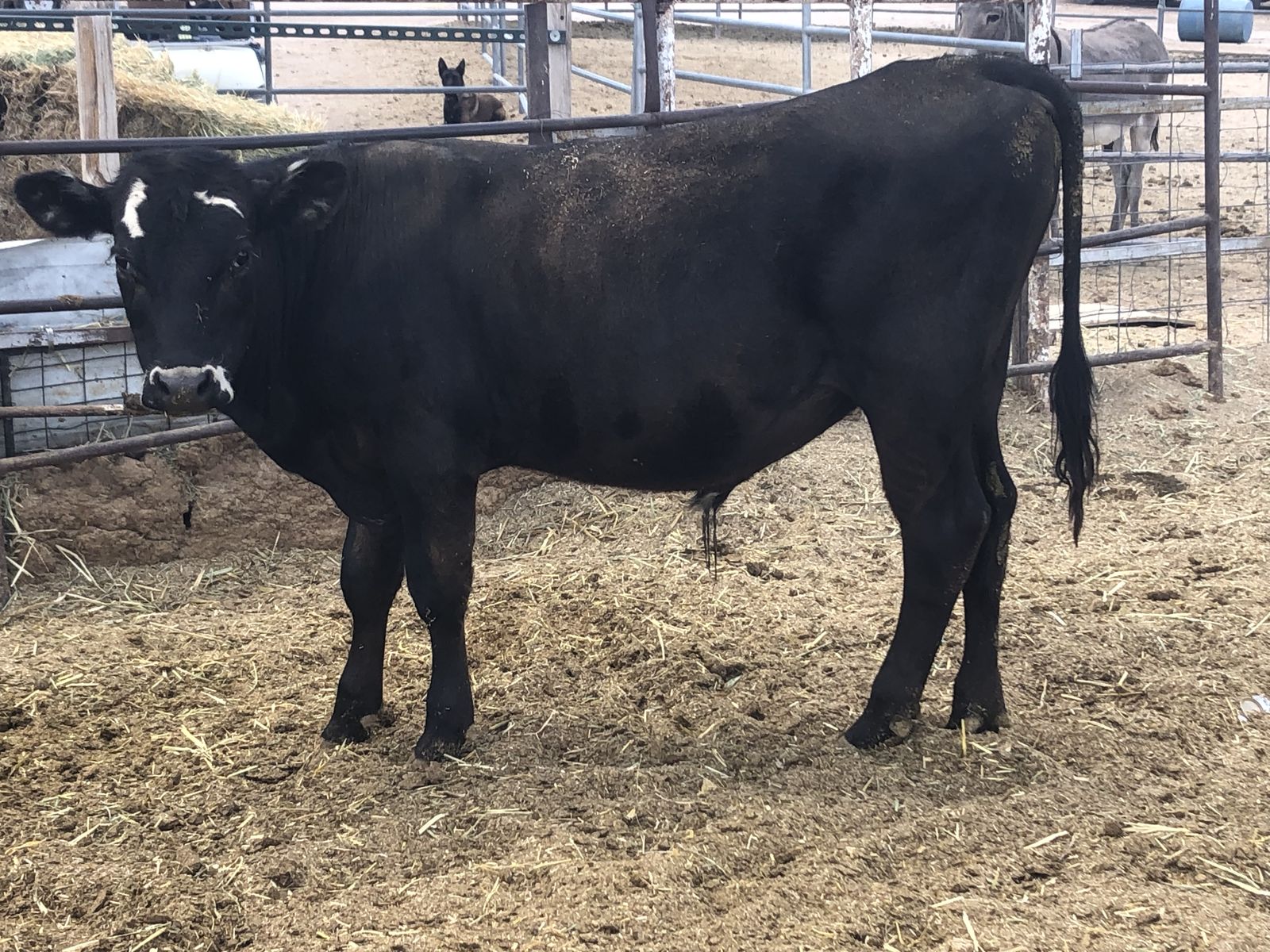 2 Yearling bulls for sale Angus, Herford, and quarter Jersey. Price is for each consideration if you want both.