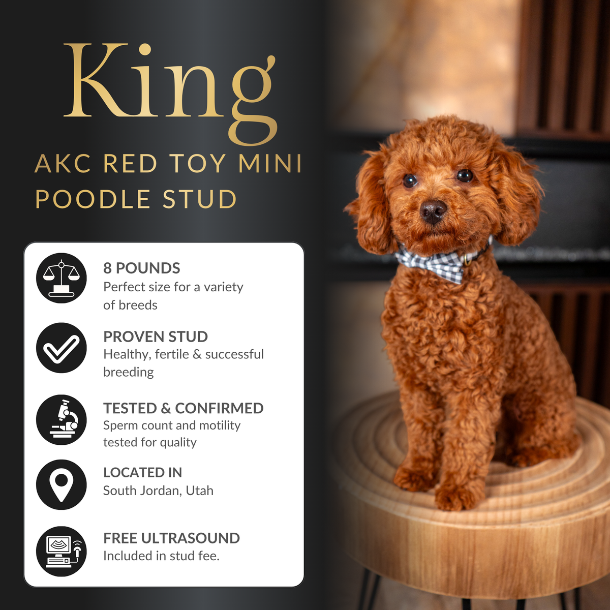 Apricot Toy Poodle Stud Service – Health Tested – Teddy Bear Puppies – Hypoallergenic