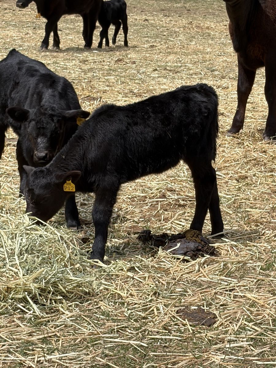 Calf