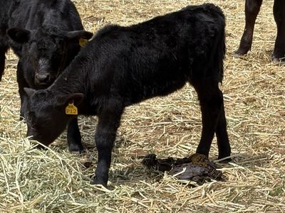 Calf