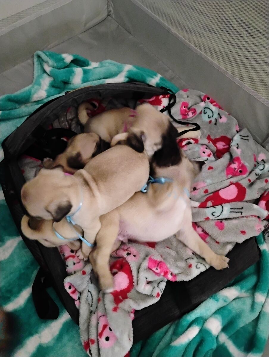 Pug puppies