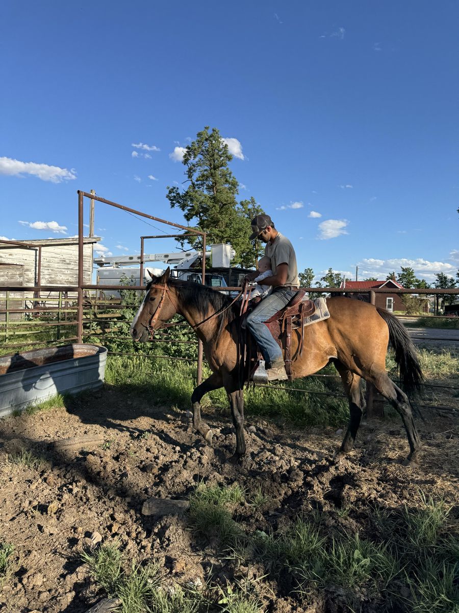 18-year-old horse