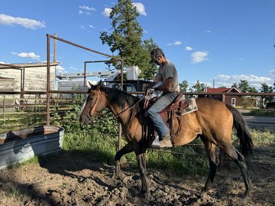 18-year-old horse