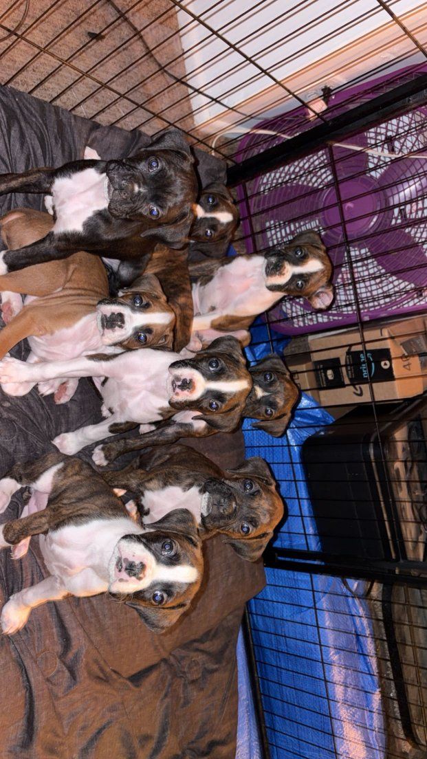 Adorable Boxer Puppies - Ready for Their Forever Homes! (Male & Female Available)