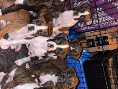 Adorable Boxer Puppies - Ready for Their Forever Homes! (Male & Female Available)