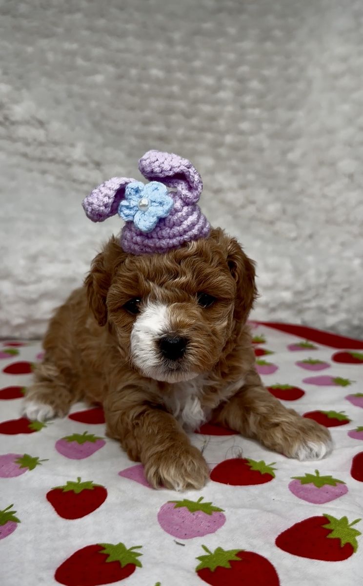 Cavapoo puppies