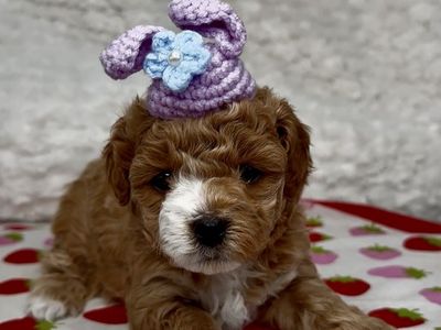 Cavapoo puppies