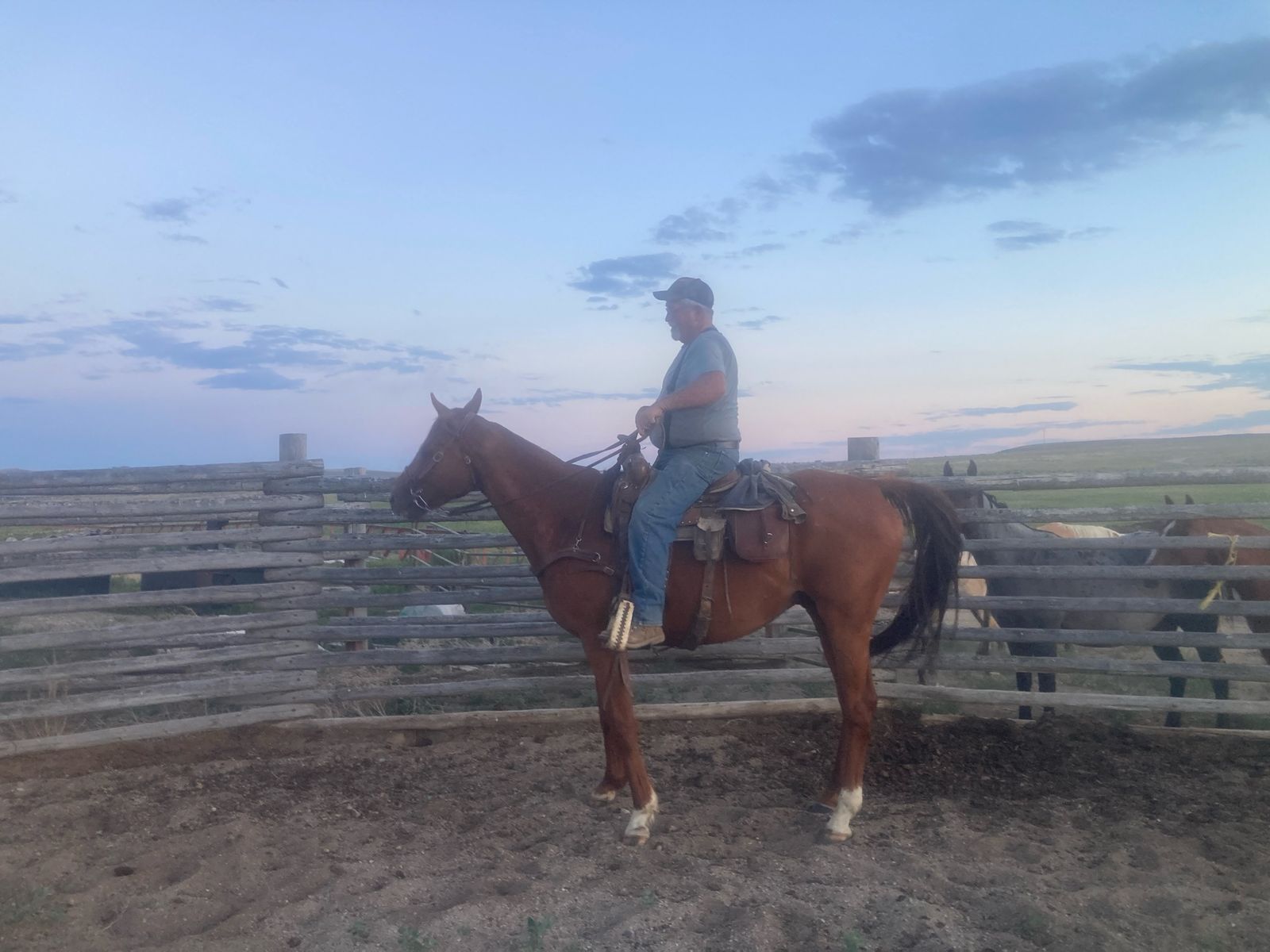 Horse for Sale - Gelding 9 year old 16.1 hands